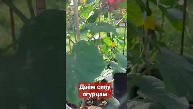 Даём силу огурцам #shorts смотреть онлайн