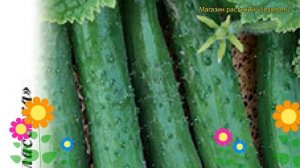 Огурец Зозуленок F1. Краткий обзор, описание характеристик, где купить семена cucumis sativus