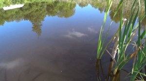 ИТОГИ. Чем лучше  кормить карася в пруду. Выбор лучшей прикормки и насадки для рыбалки.