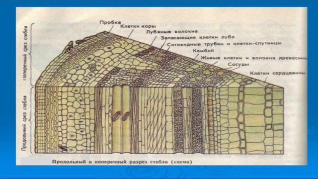 Орманбекова Д О Ботаника. Анатомия и морфология растений. Побег и система побегов.Стебель. смотреть онлайн