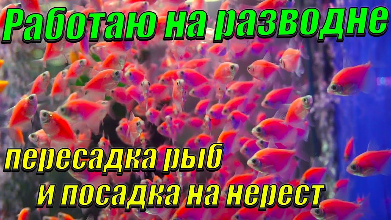Работаю на рыборазводне. Пересадка рыб. Посадка рыб на нерест. Мои будущие планы. смотреть онлайн