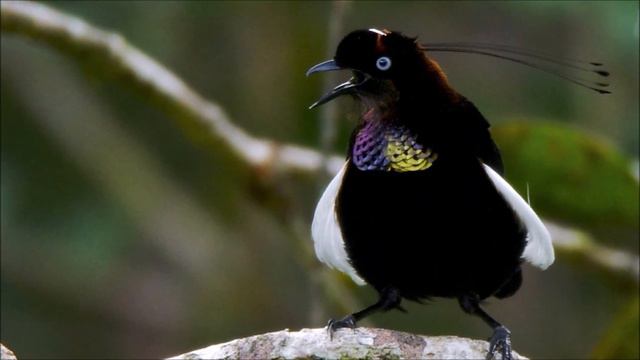 Corvides: Bird of Paradise and Raven смотреть онлайн