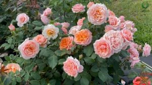 Великолепная роза «Поль Бокюз»! Истинная француженка! Питомник растений Е. Иващенко