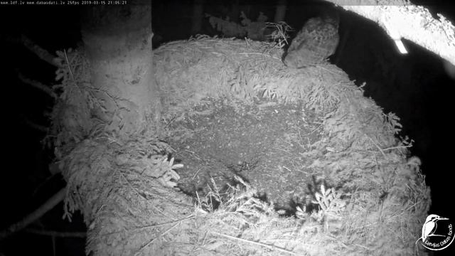 Bubo ar vizīti ligzdā un lidonis tumsā. 2019.03.15 смотреть онлайн