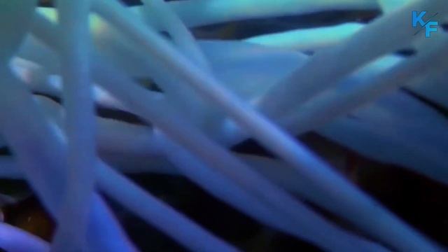 Морской огурец - пылесос подводного мира. Странное морское существо. Кишки наружу. Дыхание клоакой. смотреть онлайн