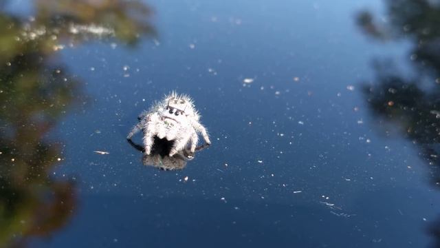 A Very Friendly Spider.