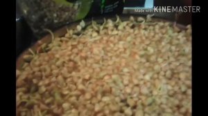 ЗЕЛЁНАЯ ГРЕЧКА!!!!Готовим с максимальной пользой!!!!