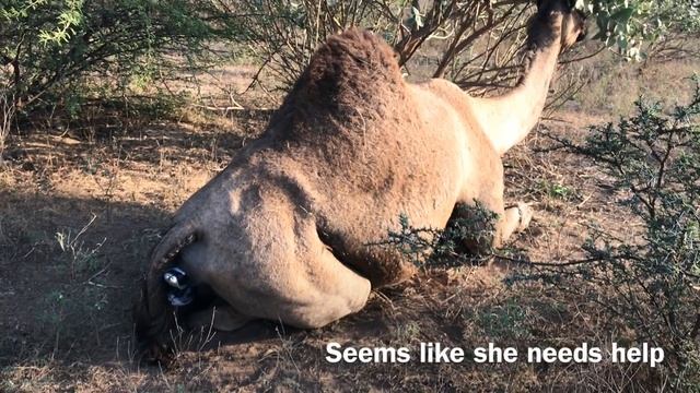 Helping a Camel deliver the baby // Camel Farming // Camel Milk // Camel Farm // Dairy смотреть онлайн