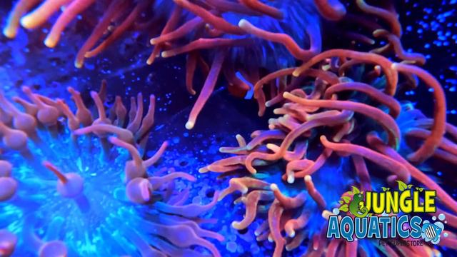 Clownfish swimming behind Inferno Anemone in a Reef Aquarium - Vivd bright anemone color developmen смотреть онлайн