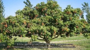 Выращиваем на окне экзотическое дерево личи