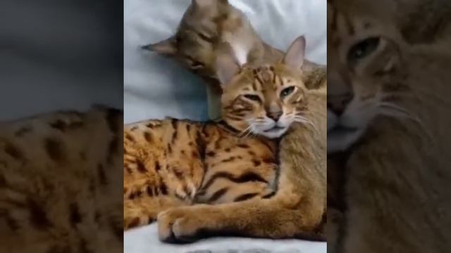 Каракет Крикс и бенгал Энди, просто обожают друг-друга! смотреть онлайн