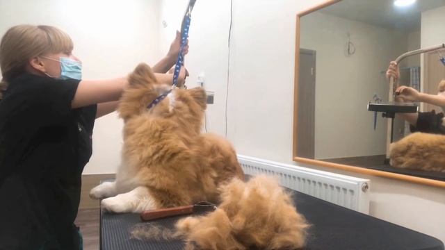 Стрижка и вычесывание вельш-корги смотреть онлайн