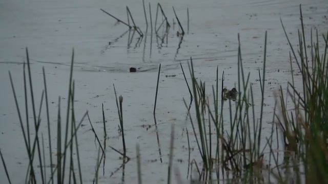 Bullfrogs are Cannibals! смотреть онлайн