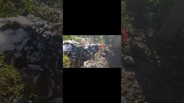 кохинхин мраморный смотреть онлайн