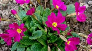 Как и когда сеять Примулу на рассаду, чтобы не опоздать со Сроками