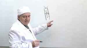 Профилактика склероза (Алименко А.Н.