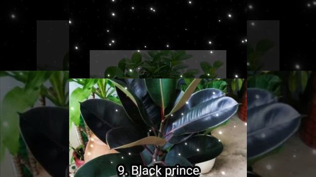 Different Varieties of Rubber Plant... смотреть онлайн