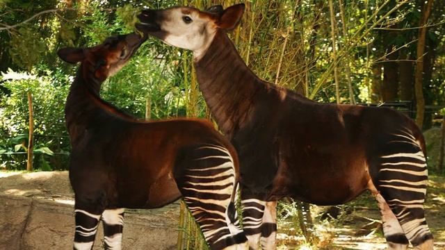 Окапи - жираф или зебра. Животное которое долго не признавали ученые! Конго Африка. Удивительное! смотреть онлайн