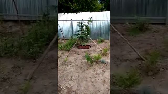 Мульча из коры для самшитов и елей смотреть онлайн