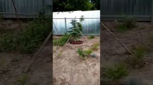 Мульча из коры для самшитов и елей