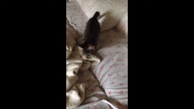 Кошка Сара с собачьими повадками :) смотреть онлайн