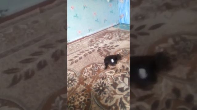 хорошо  по играли