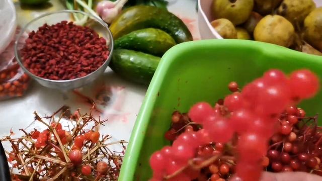 Калина красная, калина вызрела//Дачные подарки/калина это витамины6. 09.2020г смотреть онлайн