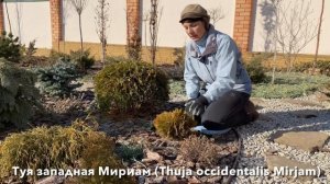 ПЕРВАЯ СТРИЖКА ТУИ/ Как стричь шаровидную тую