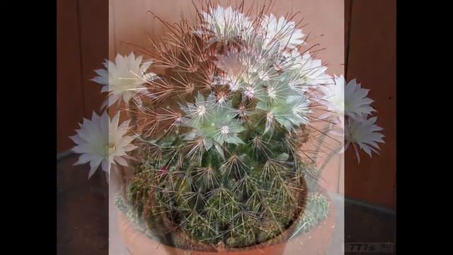 Виды кактусов смотреть онлайн