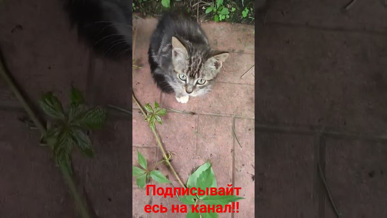 Любознательный Котëнок! смотреть онлайн