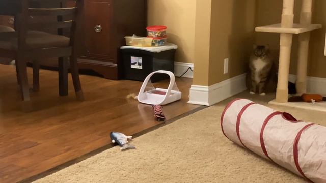 Hamilton vs the fish смотреть онлайн