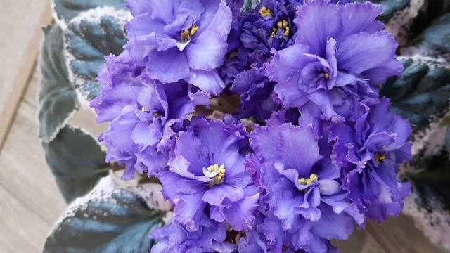 ЕК-Скарабей смотреть онлайн