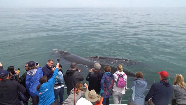 Whale watching in Hermanus, South Africa | Киты в Херманусе, ЮАР смотреть онлайн