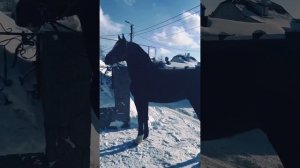 Орловский рысак три года ! Продажа! 89028900222 вацап!