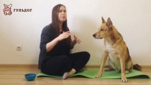 Как научить собаку команде "Лежать" - Дрессировка собак