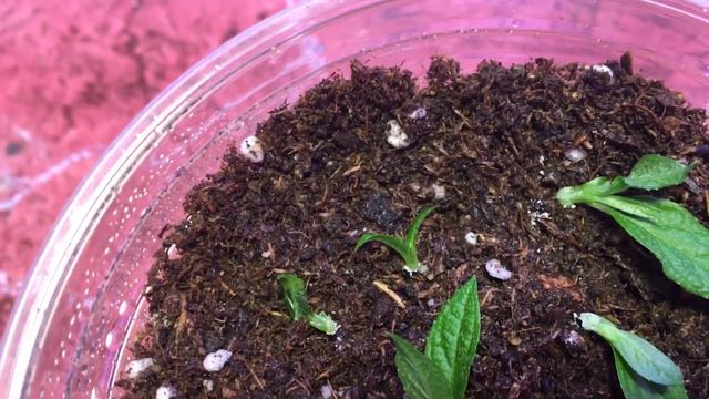 Укореняю Гортензию Bonfire почкой. Часть 2 #черенки#почкой#продажа#новосибирск#бонфайер#наташа# смотреть онлайн