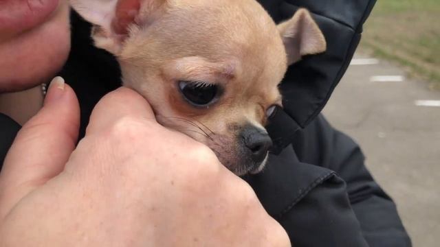 ЧИХУАХУА - первая прогулка на улице это ужас! смотреть онлайн