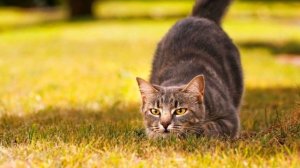 К чему снится КОШКА или видеть КОШКУ во сне ★ Толкование Снов ★ СОННИК 3.0™