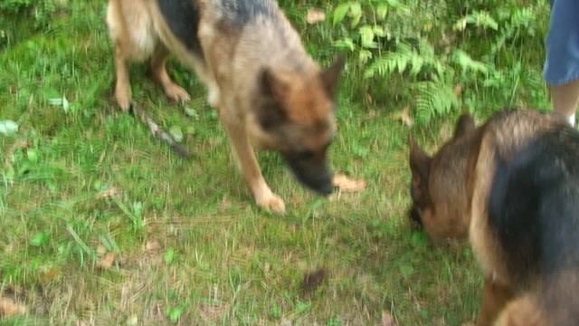 Овчарки фом Иринхоф на зеленой стоянке в Белоруссии.mpg