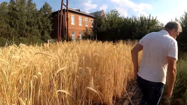 Чечевица. Урожай в условиях максимальной жары. смотреть онлайн