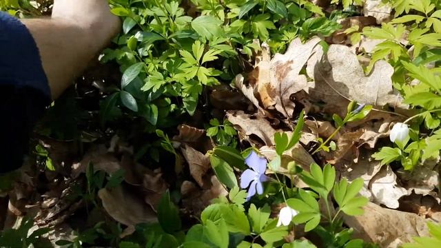 СОБИРАЕМ БАРВИНОК В ЛЕСУ / COLLECTION OF PERIWINKLE IN THE FOREST / ЗБИРАЄМО БАРВІНОК У ЛІСІ смотреть онлайн