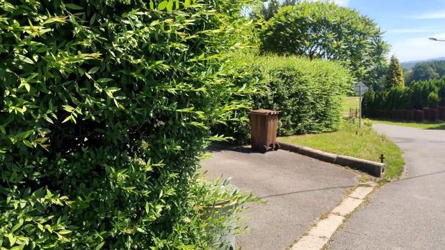 #184 Jak rosną żywopłoty z ligustru pospolitego (Ligustrum vulgare L.)? Ma zalety i wady! смотреть онлайн