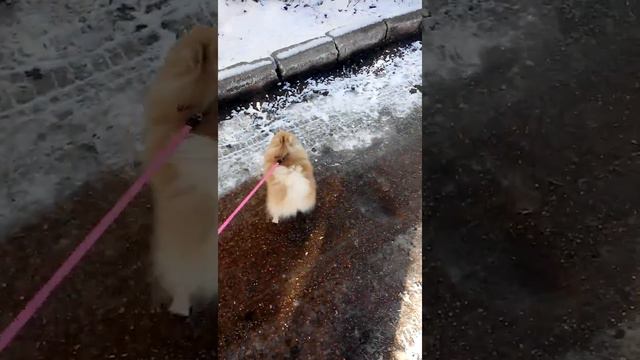 Шпиц впервые видит снег смотреть онлайн
