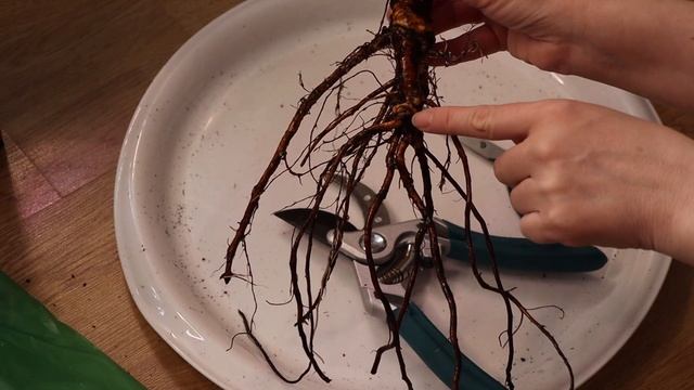 Розы. Бактериальный рак. Есть или нет? смотреть онлайн