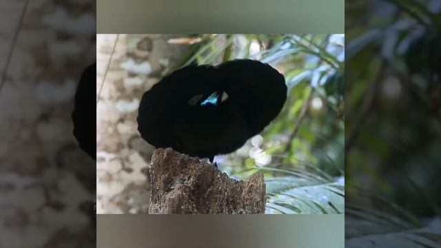 УБОЙНЫЙ УХАЖЁР смотреть онлайн