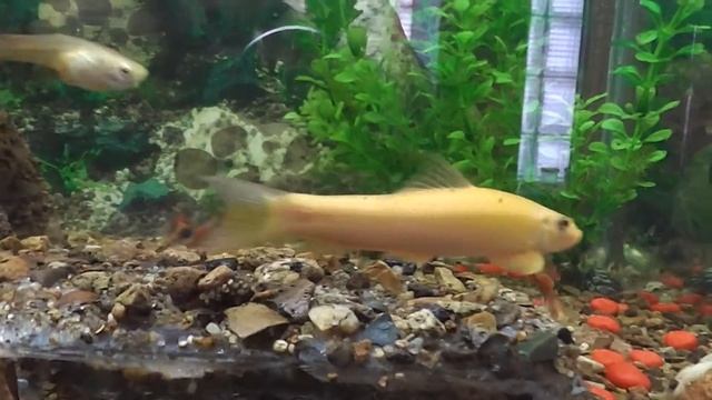 Китайский водорослеед(Геринохеил золотой) смотреть онлайн