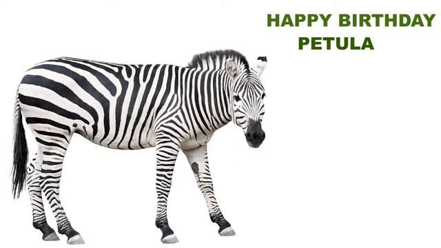 Petula Animals & Animales - Happy Birthday смотреть онлайн
