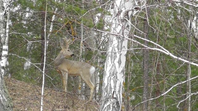 Самец сибирской косули ( Capreólus pygárgus ) смотреть онлайн