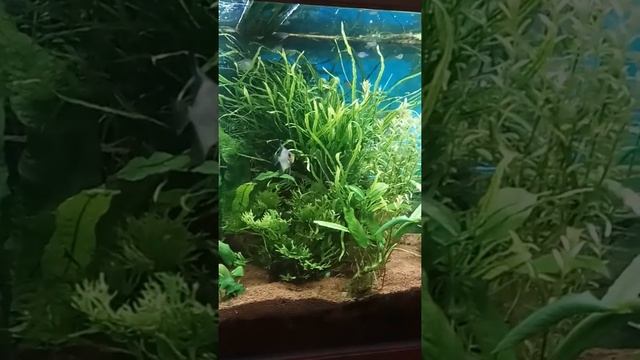 Уход за растениями в аквариуме. Почему погибают аквариумные растения?  #аквариум #растения