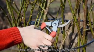 Бордюрные розы — что это такая за разновидность